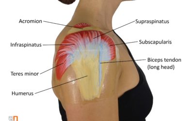 Cuffia dei Rotatori: perché è così importante per la spalla